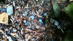 Eucorydia dasytoides