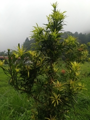 Podocarpus fasciculus