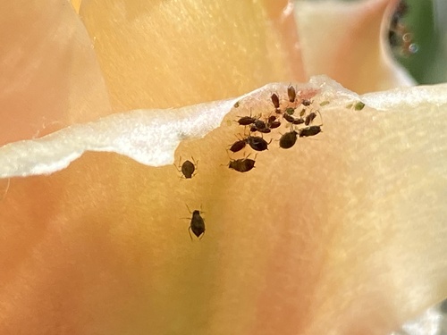 iNaturalist observation photo of Aphidinae