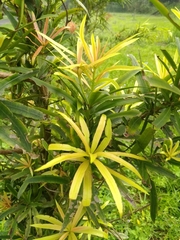 Podocarpus fasciculus