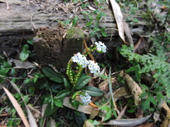 Trigonotis formosana