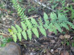 Myriopteris microphylla