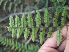 Myriopteris microphylla