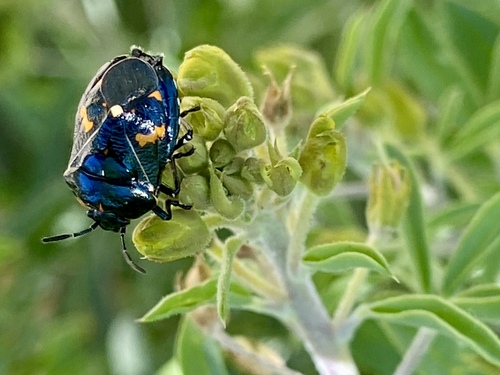 iNaturalist observation photo of Harlequin Bug