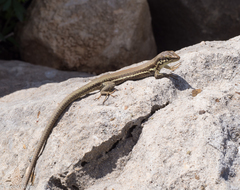 Phoenicolacerta troodica