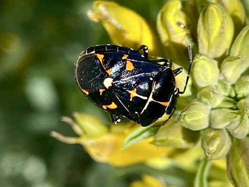 iNaturalist observation photo of Harlequin Bug