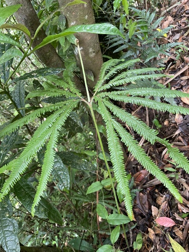 Sticherus hirtus observed 2024-05-05