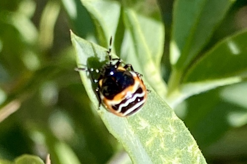 iNaturalist observation photo of Harlequin Bug