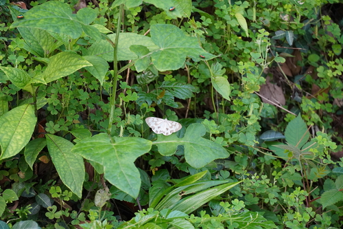 Marbled White Moth