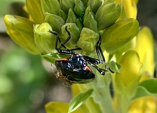 iNaturalist observation photo of Harlequin Bug