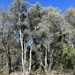 Eucalyptus polyanthemos polyanthemos - Photo (c) Dean Nicolle, alguns direitos reservados (CC BY-NC), uploaded by Dean Nicolle