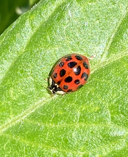 iNaturalist observation photo of Asian Lady Beetle