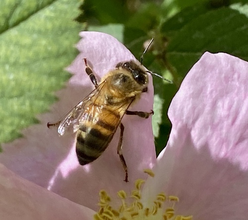 iNaturalist observation photo of Western Honey Bee