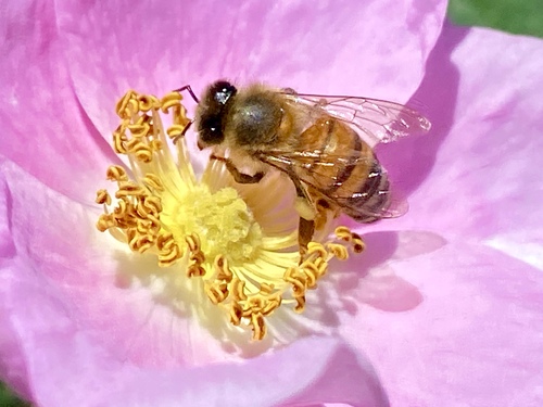 iNaturalist observation photo of Western Honey Bee