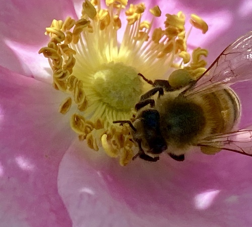 iNaturalist observation photo of Western Honey Bee