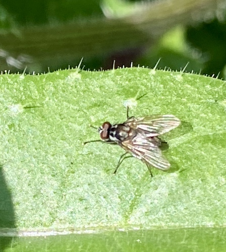 iNaturalist observation photo of Muscoid Flies