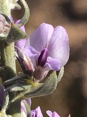 Amphithalea violacea