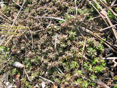 Pyxidanthera brevifolia