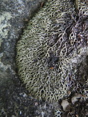 Speerschneidera euploca