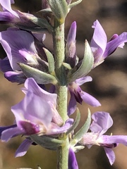 Amphithalea violacea