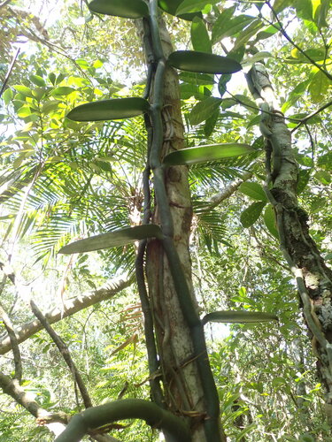 Vanilla chamissonis, photograph 5