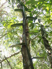 Vanilla chamissonis, photograph (c) agujaceratops, some rights reserved (CC BY)