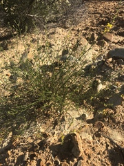 Acmispon glaber glaber