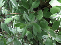 Heterotheca mucronata