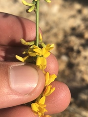 Acmispon glaber glaber