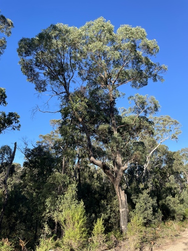 Olinda Apple-box (Eucalyptus corticosa)