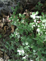 Heterotheca mucronata