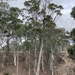 Eucalyptus tenella - Photo (c) Dean Nicolle, some rights reserved (CC BY-NC), uploaded by Dean Nicolle