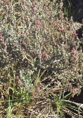 Manochlamys albicans