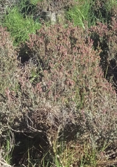 Manochlamys albicans