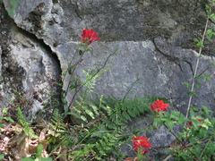 Castilleja scorzonerifolia