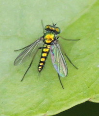 Condylostylus caudatus