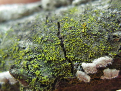 Candelariella xanthostigmoides