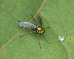 Condylostylus comatus