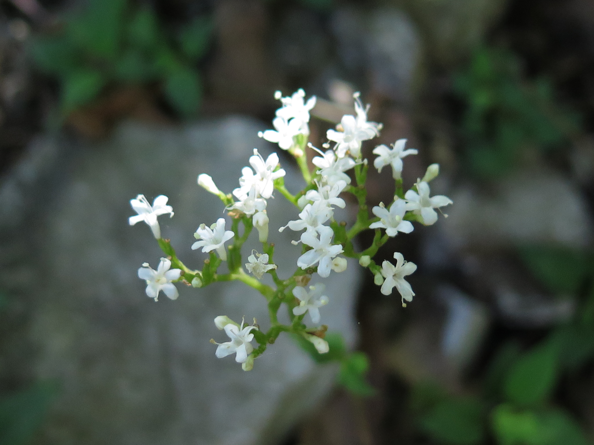 Valeriana scandens