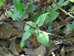 Valeriana scandens