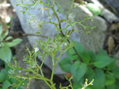 Valeriana scandens