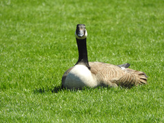 Branta canadensis