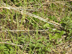 Thamnophis radix