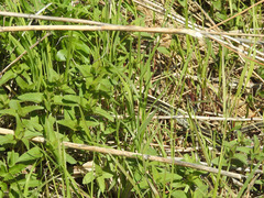 Thamnophis radix