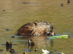 Ondatra zibethicus