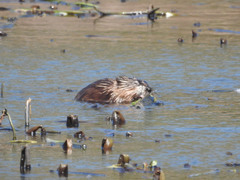 Ondatra zibethicus