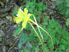 Aquilegia longissima