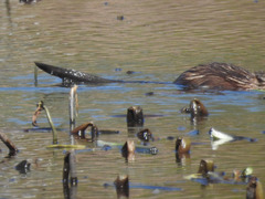 Ondatra zibethicus