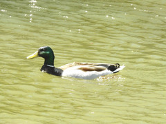 Anas platyrhynchos