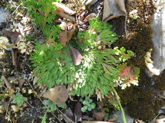 Selaginella pilifera